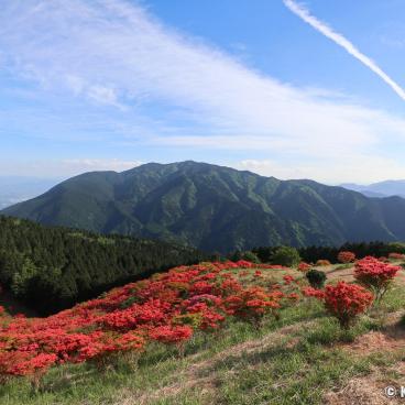 Mount Yamato-Katsuragi-san (Nara), View on the azaleas