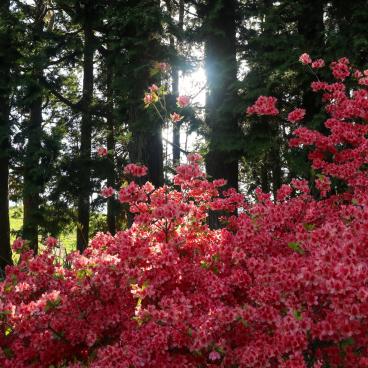Mount Yamato-Katsuragi-san (Nara), Blooming rhododendrons in May