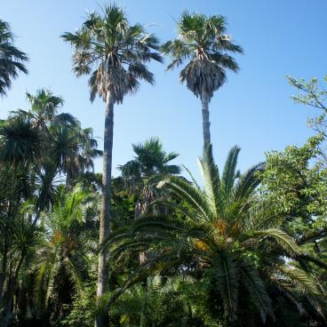 Samuel Cocking Garden (Enoshima), View on the vegetation of the park