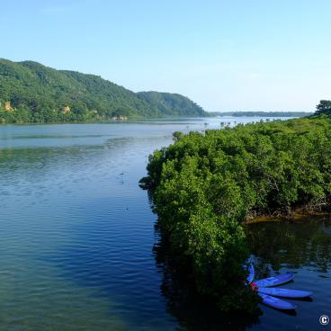 Iriomote (Yaeyama - Okinawa), Paddles on Urauchi River