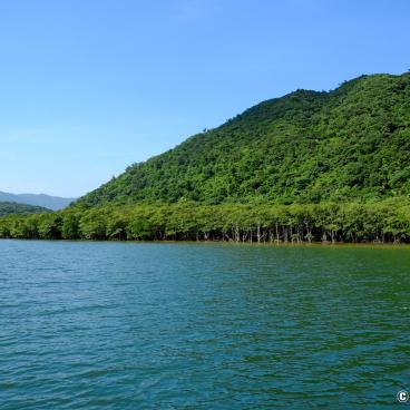 Iriomote (Yaeyama - Okinawa), View on Urauchi River and the mangrove