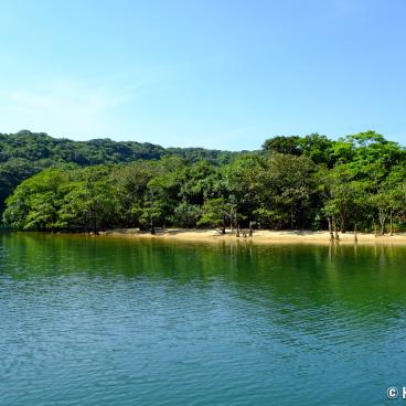 Iriomote (Yaeyama - Okinawa), View on Urauchi River and the mangrove 2
