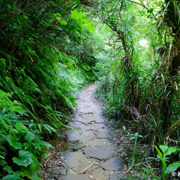 Iriomote (Yaeyama - Okinawa), Hiking trail in the subtropical forest
