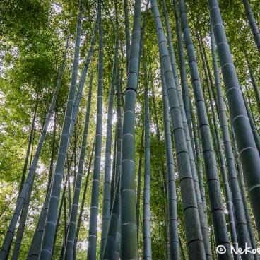 Hokoku-ji temple in Kamakura, Bamboo grove 4