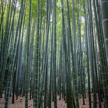 Hokoku-ji temple in Kamakura, Bamboo grove 5