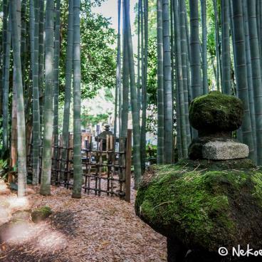 Hokoku-ji temple in Kamakura, Bamboo grove 6