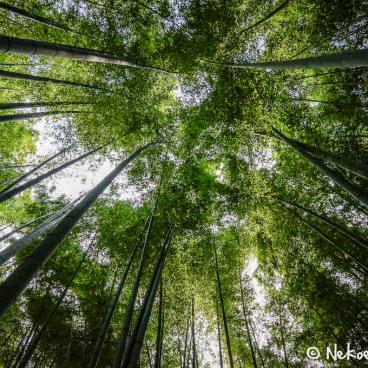 Hokoku-ji temple in Kamakura, Bamboo grove