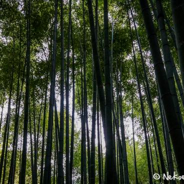 Hokoku-ji temple in Kamakura, Bamboo grove 7