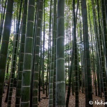 Hokoku-ji temple in Kamakura, Bamboo grove 8