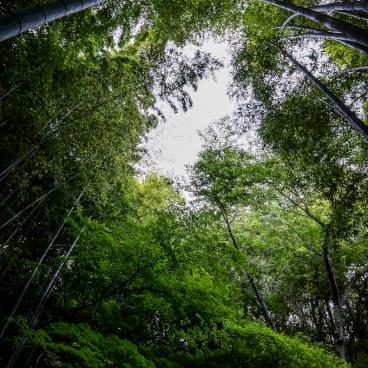 Hokoku-ji temple in Kamakura, Bamboo grove 9