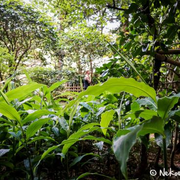 Hokoku-ji temple in Kamakura, Garden 5