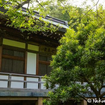 Hokoku-ji temple in Kamakura 3