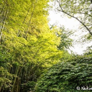 Hokoku-ji temple in Kamakura, Bamboo grove 2