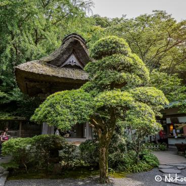 Hokoku-ji temple in Kamakura 2