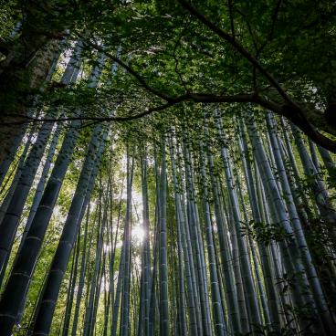 Hokoku-ji temple in Kamakura, Bamboo grove 3