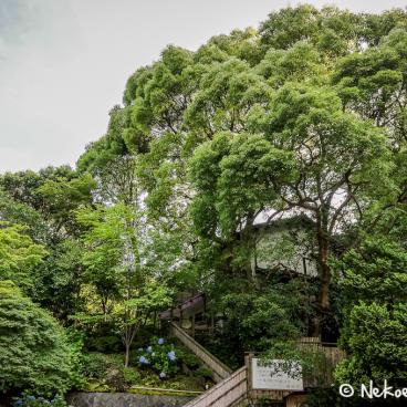 Surroundings of Hokoku-ji temple in Kamakura 2