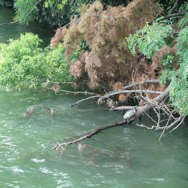 Ohori Park (Fukuoka), Turtles in the trees