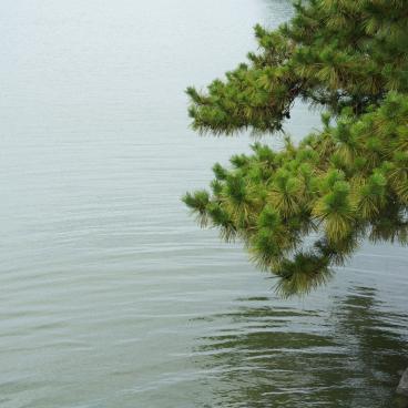 Ohori Park (Fukuoka), A pine tree branch above the water