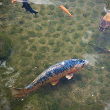 Ohori Park (Fukuoka), Carps in the lake
