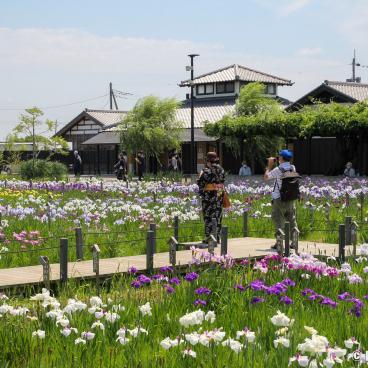 Suigo Sawara Ayame Park (Katori, Chiba), View on the garden and the blooming irises in June 4
