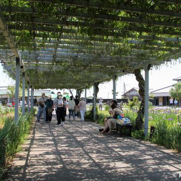 Suigo Sawara Ayame Park (Katori, Chiba), Resting area under a wisteria pergola