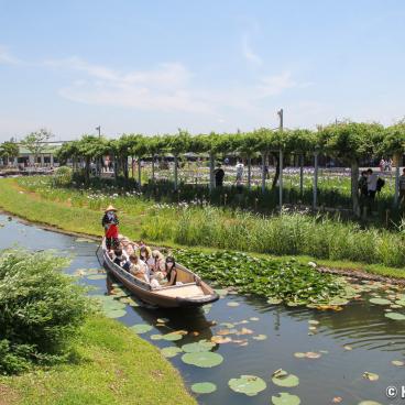 Suigo Sawara Ayame Park (Katori, Chiba), Boat cruise