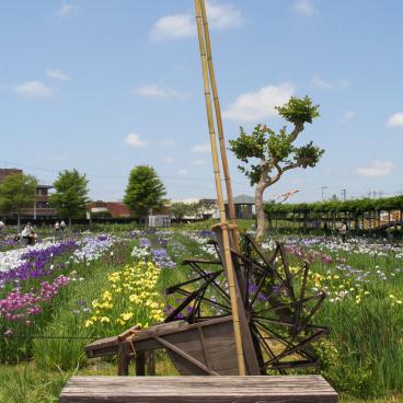 Suigo Sawara Ayame Park (Katori, Chiba), View on the garden and the blooming irises in June