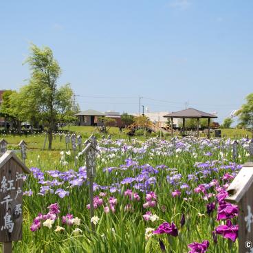 Suigo Sawara Ayame Park (Katori, Chiba), View on the garden and the blooming irises in June 2
