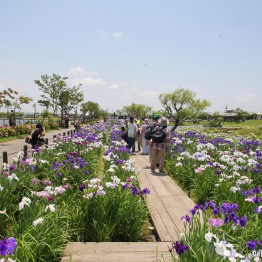 Suigo Sawara Ayame Park (Katori, Chiba), Blooming iris in the garden in June