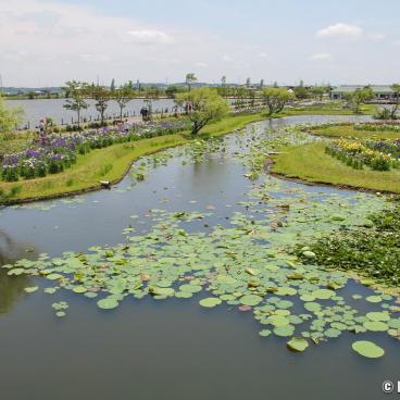 Suigo Sawara Ayame Park (Katori, Chiba), View on the aquatic garden
