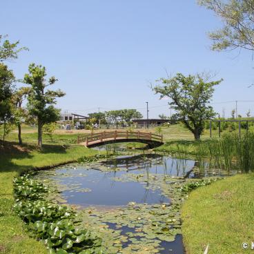 Suigo Sawara Ayame Park (Katori, Chiba), View on the aquatic garden 2