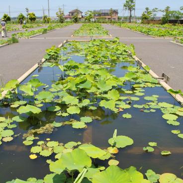 Suigo Sawara Ayame Park (Katori, Chiba), Lotus pond