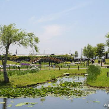 Suigo Sawara Ayame Park (Katori, Chiba), View on the aquatic garden 4