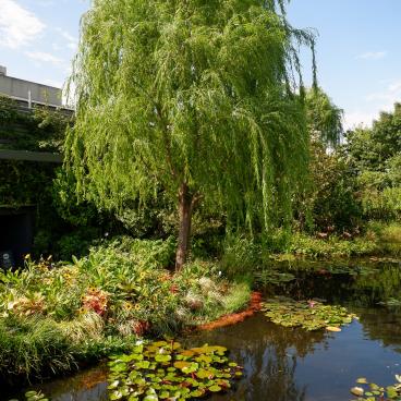Seibu Ikebukuro Honten, Nymphaea garden on the 9th floor terrace