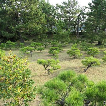 Yosui-en garden in Wakayama, Pine tree nursery 
