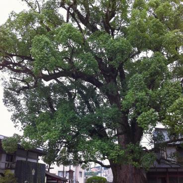 Dazaifu (Kyushu), A camphor tree