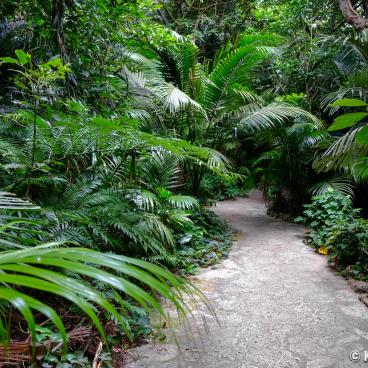 Ishigaki Island (Okinawa), Palm tree forest