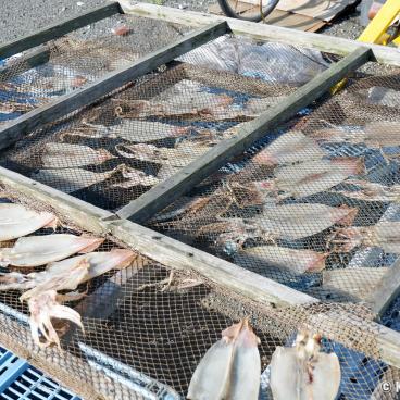Jogashima (Miura), Squids put to dry