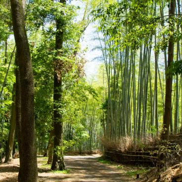 Shoden-ji (Kyoto), Bamboo grove