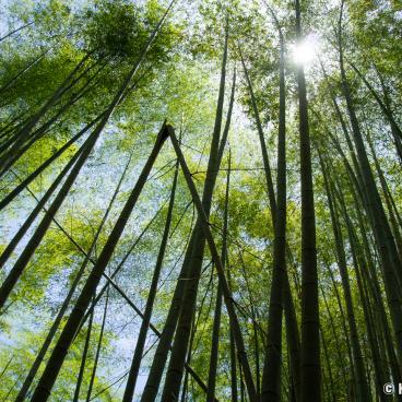 Shoden-ji (Kyoto), Bamboo grove 2