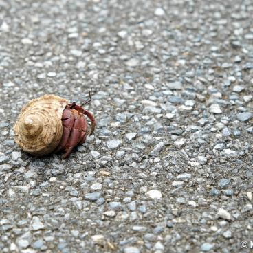 Miyakojima (Okinawa), Hermit crab on the road
