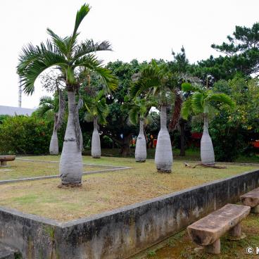 Miyakojima (Okinawa), Hirara downtown