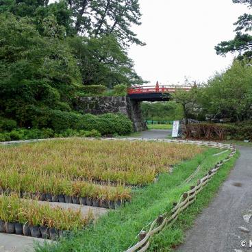 Odawara, Rice paddy in Hotoku Ninomiya shrine grounds