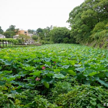 Odawara, Hasuike Lotus Pond in the Castle's park
