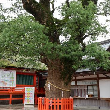 Holy tree in Usa Hachiman-gu shrine