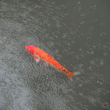 Usa-jingu in Kyushu, Koi carp