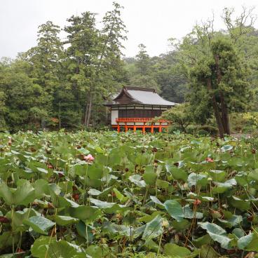 Usa Hachiman-gu shrine, lotus pond