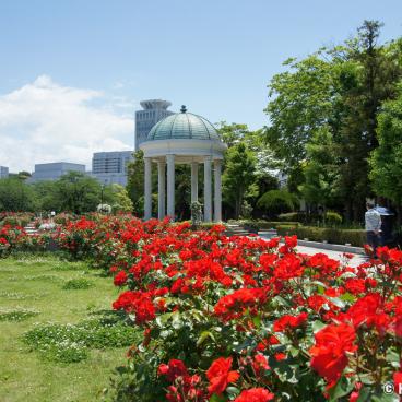 Yokosuka, Rose garden in Verny Park