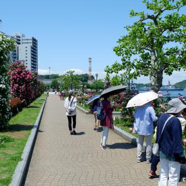 Yokosuka, Rose garden in Verny Park 2
