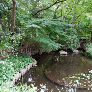 Akatsuka Botanical Garden (Narimasu, Tokyo), Pond